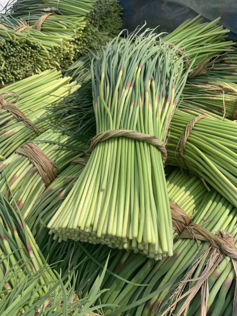 🔥精品红帽蒜薹产地直发新鲜上市量大从优