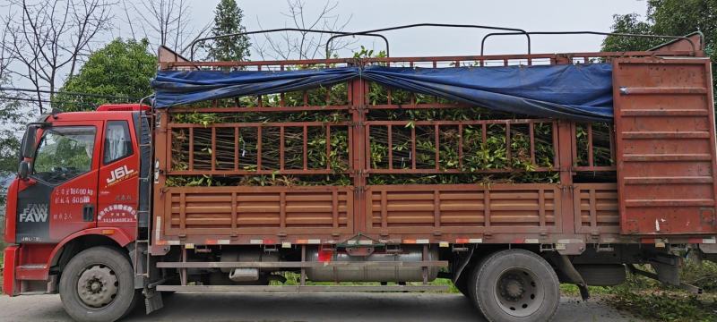 【热卖】重庆苗木基地桂花树八月桂花树金桂现起现发长期供应