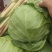 河南甘蓝精品包菜洋白菜个头匀称正值上市高峰价格平稳