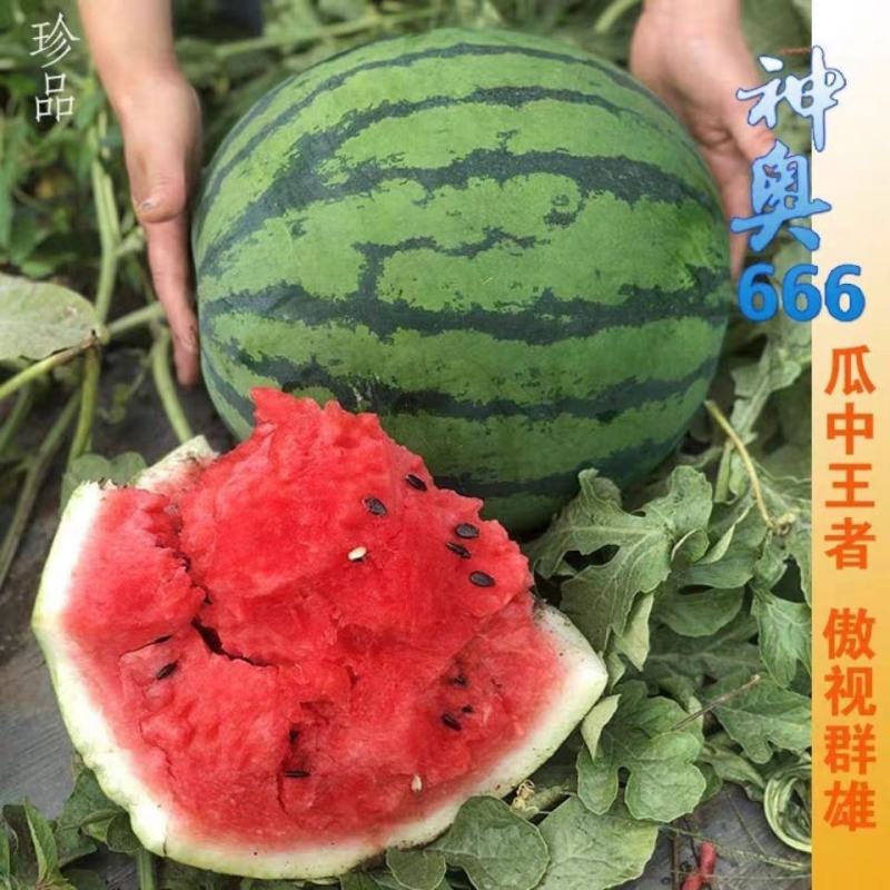 神奥双红金五西瓜种子纯正双红瓤高产抗病大果乳黄花皮椭圆压