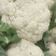河南精品有机花菜松花菜大量上市中青梗白面产地直供质优价廉
