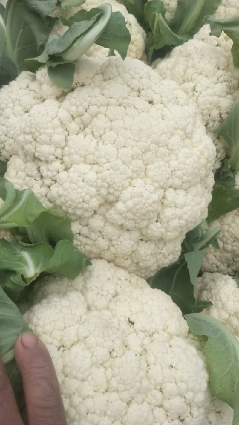 河南精品有机花菜松花菜大量上市中青梗白面产地直供质优价廉