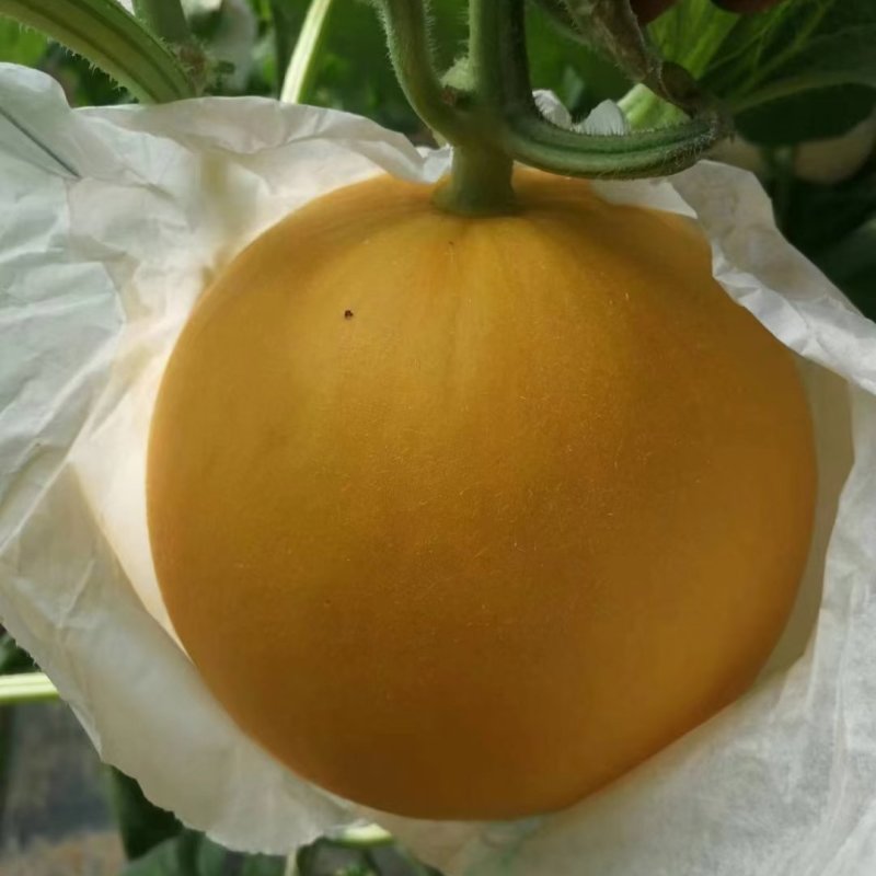 久红瑞甜瓜