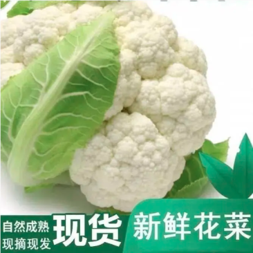 有机花，聊城产地青梗白面有机花大量上市价格美丽