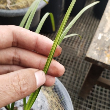 连掰兰艺草