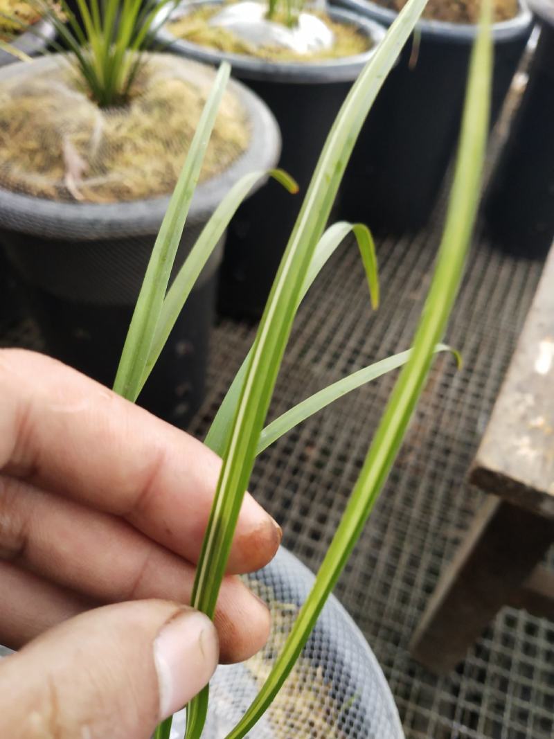 连掰兰艺草