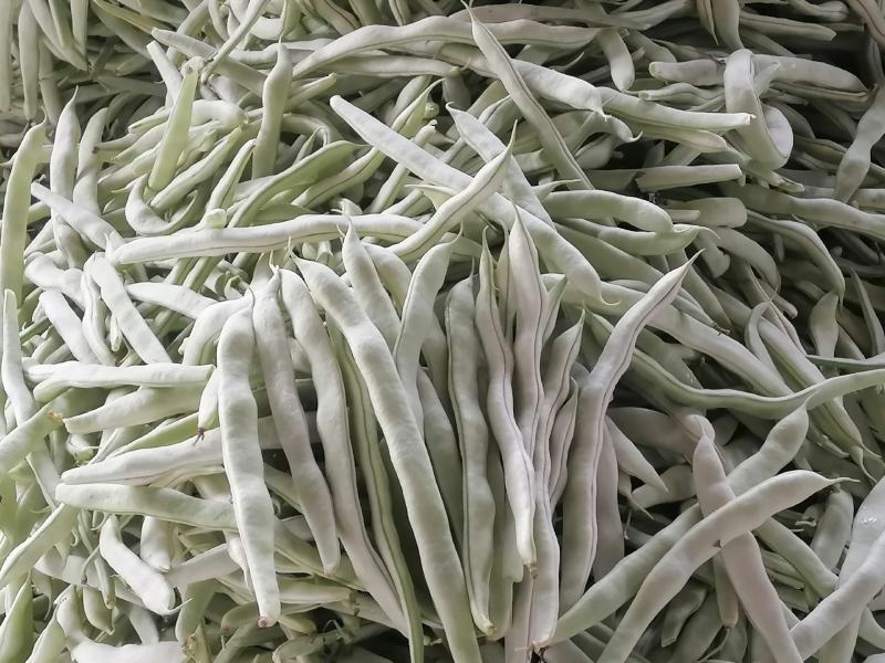 2026春季新鲜大棚精品白不老
