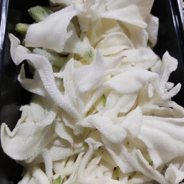 非洲冰草，白冰草，绿冰草，花冰草，雪莲心，