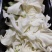 非洲冰草，白冰草，绿冰草，花冰草，雪莲心，