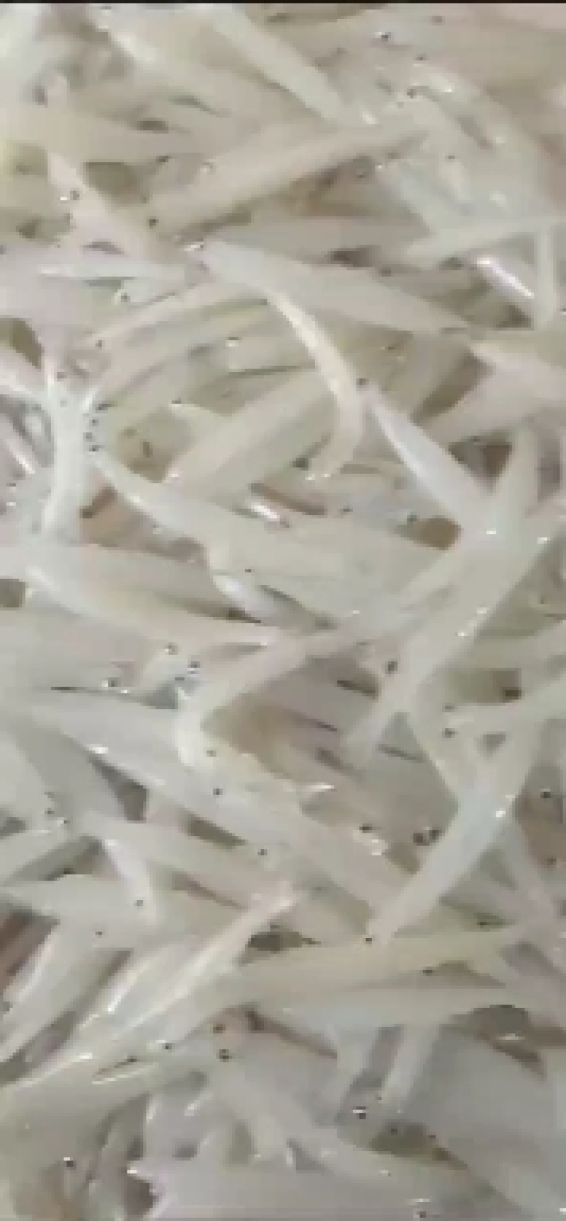 银鱼