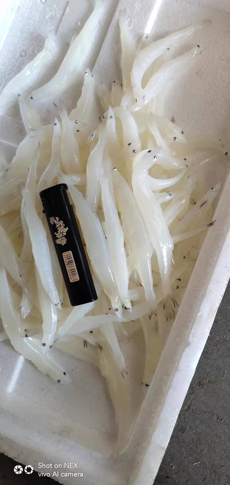 银鱼