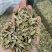 铁皮石斛，各种规格，实物拍摄，量大从优，欢迎咨询