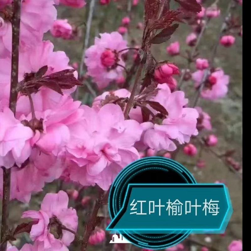【苗木】红叶榆叶梅基地发货工程苗货源充足