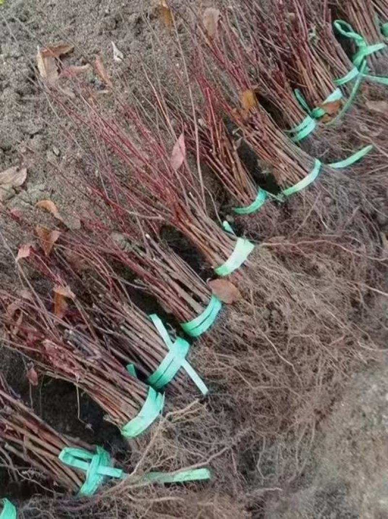 【苗木】红叶榆叶梅基地发货工程苗货源充足