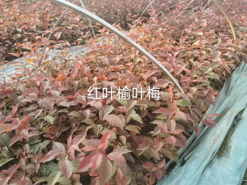 【苗木】红叶榆叶梅基地发货工程苗货源充足