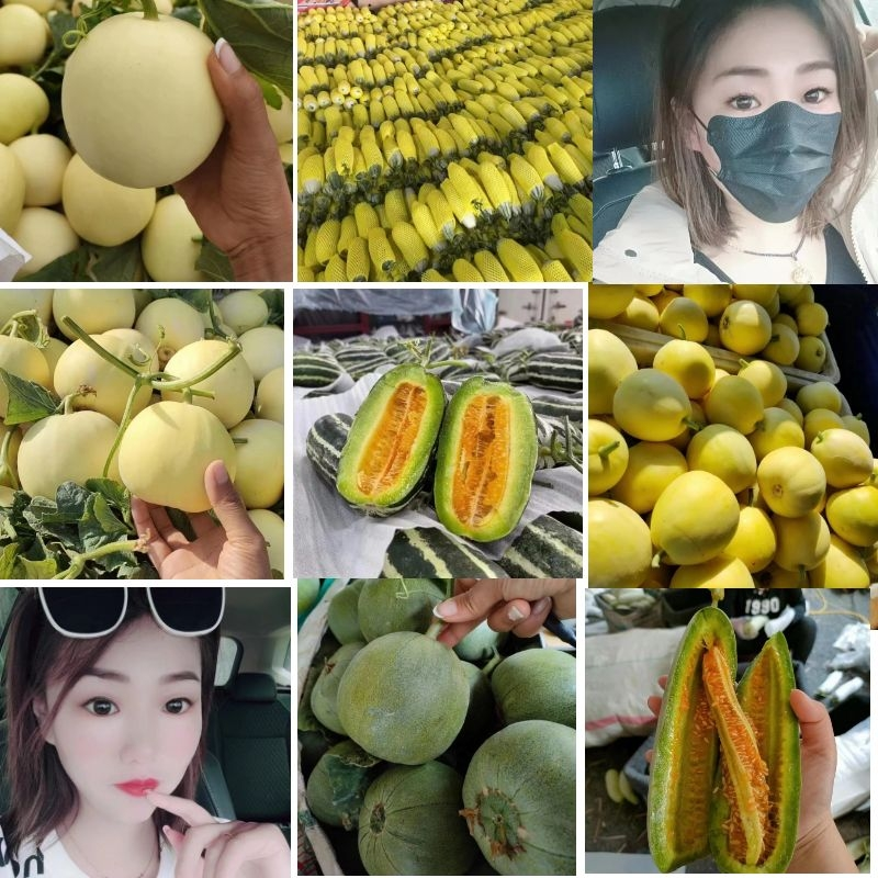 山东甜瓜羊角蜜甜瓜精品货口感脆甜产地直供货源充足