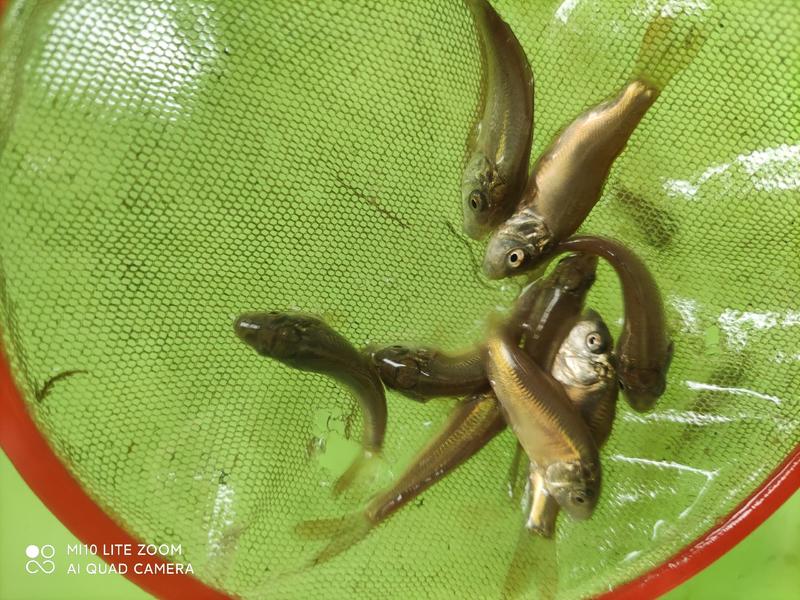 【优质好货】精品裸鲤鱼苗自家养殖欢迎订购全国发货！