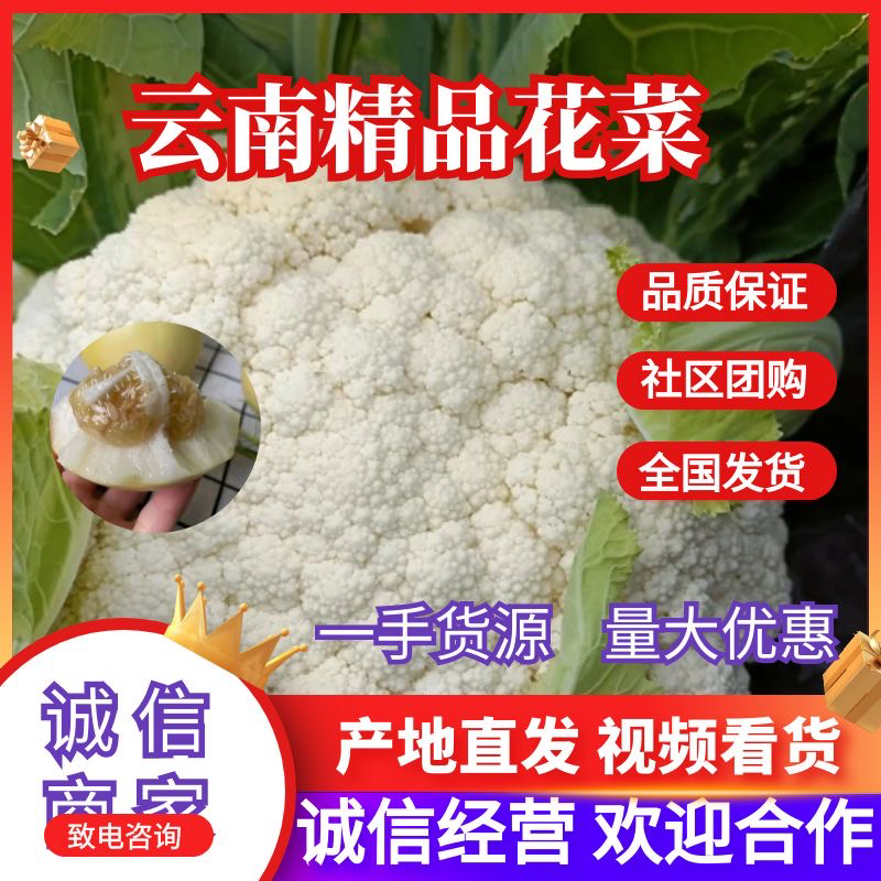 云南高原精品青梗小米松花，散花菜大量上市，欢迎各位客商订