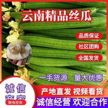 云南高原鲜花丝瓜大量上市颜色翠绿品质保证欢迎各位客商订购