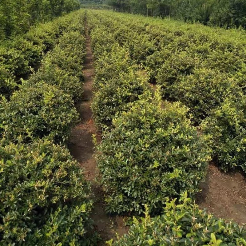 火棘树苗庭院带刺篱笆植物围墙绿化苗火棘苗带刺防盗耐寒易成