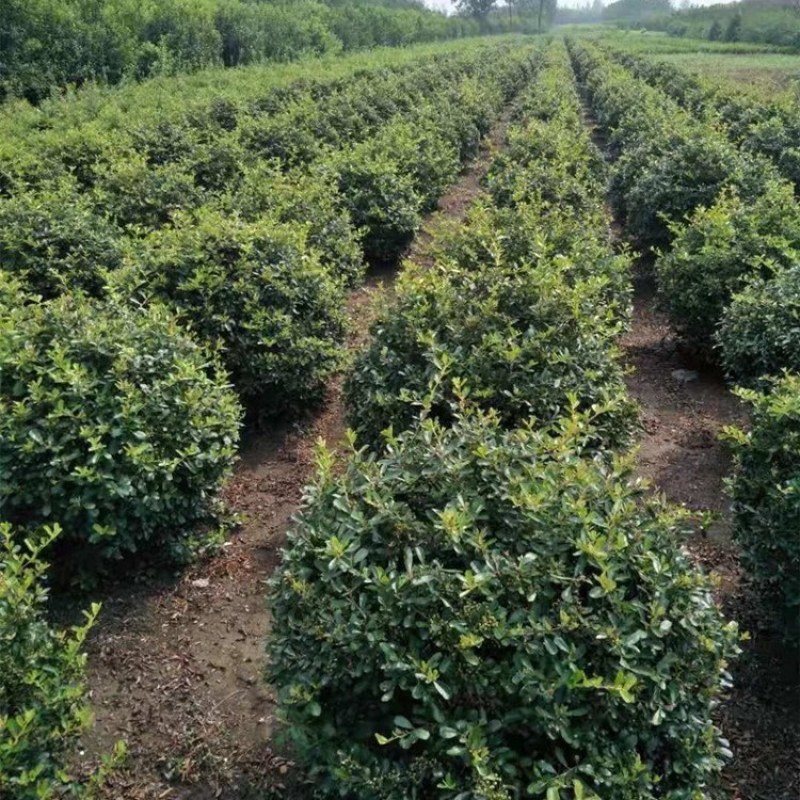 火棘树苗庭院带刺篱笆植物围墙绿化苗火棘苗带刺防盗耐寒易成