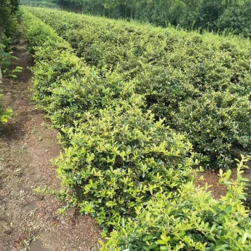 火棘树苗庭院带刺篱笆植物围墙绿化苗火棘苗带刺防盗耐寒易成