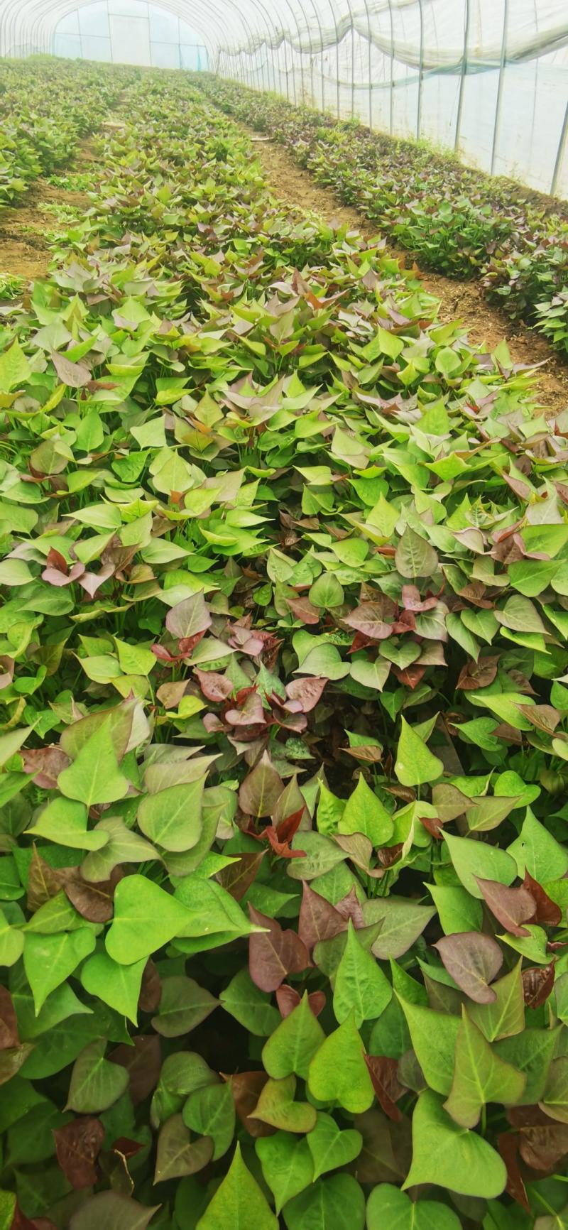 西瓜红红薯苗
