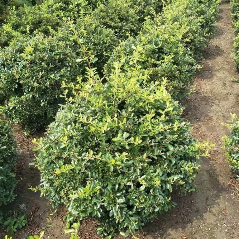 火棘火棘球基地一手货源欢迎选购
