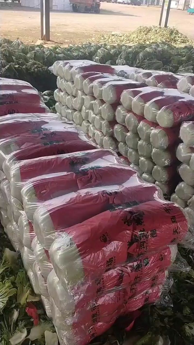 山东兰陵白菜，黄心大白菜，单棵4--6斤，无烧心，