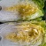 山东兰陵白菜，黄心大白菜，单棵4--6斤，无烧心，