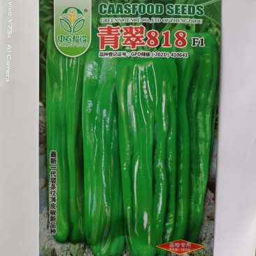 青翠818竖条纹薄皮辣椒种子早熟抗病抗逆高产耐低温弱光