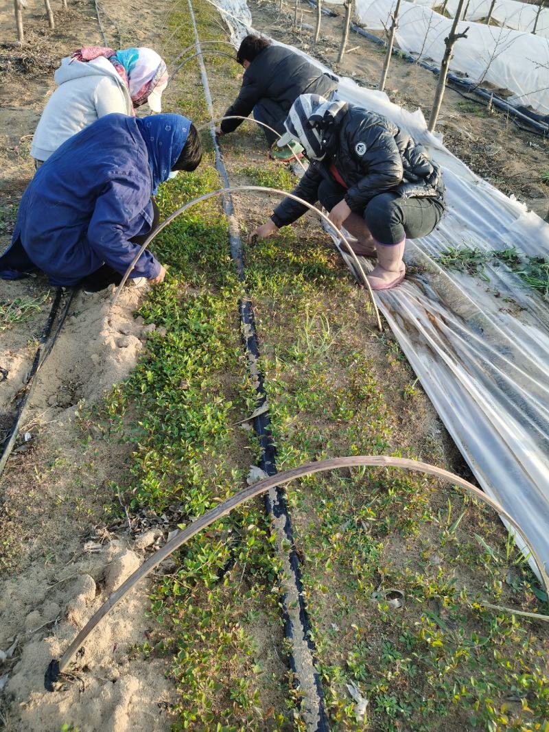 海棠苗，海棠果苗，基地直发，产地批发，根系发达，成活率好