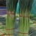 4月5号，中牟红帽蒜苔产地大量供应，有要货的的老板联系