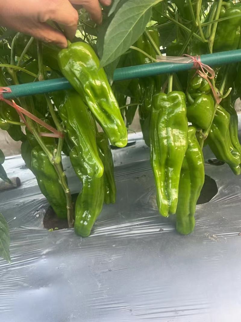 青翠818竖条纹薄皮辣椒种子早熟抗病抗逆高产耐低温弱光
