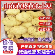 【黄心土豆】已上市，山东肥城大量供应，可实地装货，看货