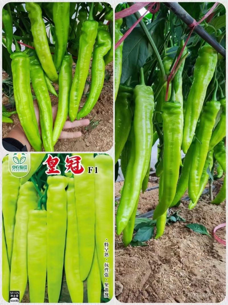 中农福得皇冠辣椒种子黄皮尖椒种子特早熟特长果高产杂交辣椒