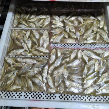 鳑鲏鱼，开肚去内脏适合，煎炒烹炸，休闲美味佳肴！