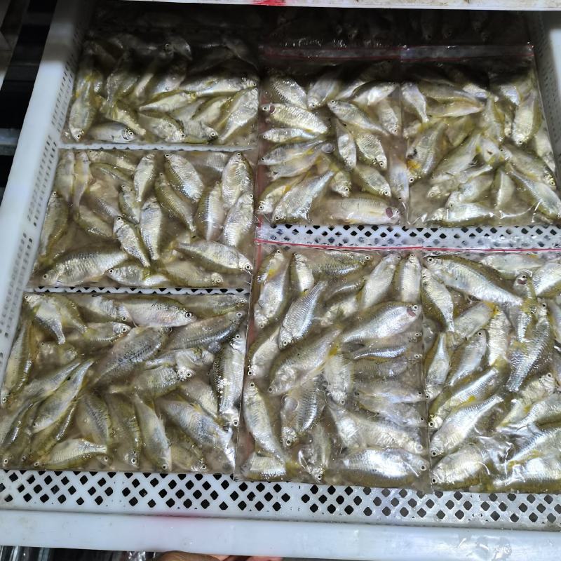 鳑鲏鱼，开肚去内脏适合，煎炒烹炸，休闲美味佳肴！