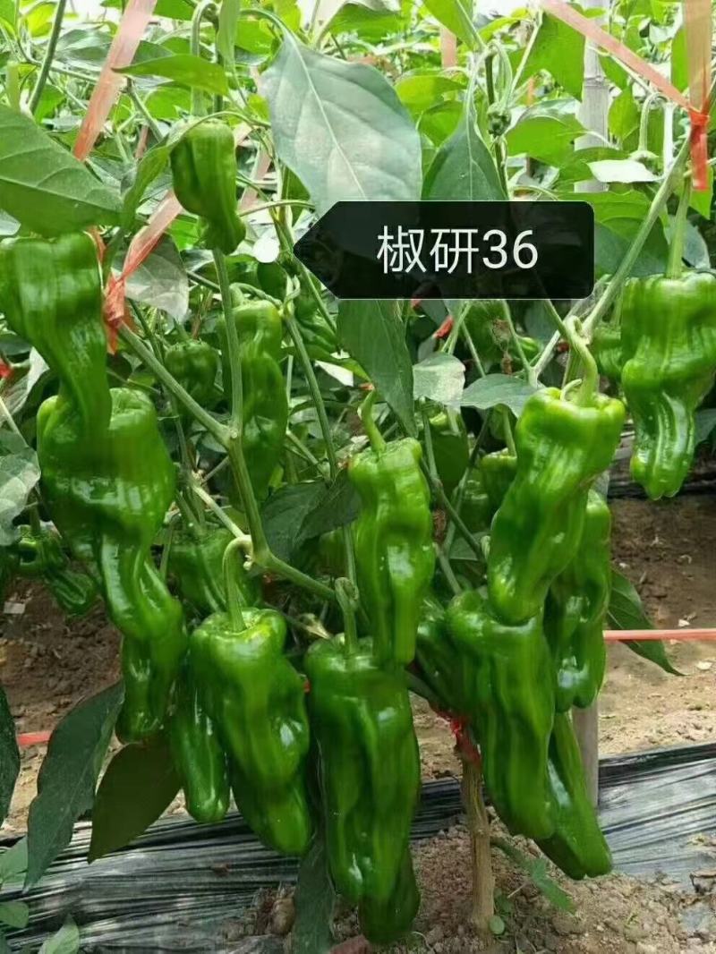 青翠818竖条纹薄皮辣椒种子早熟抗病抗逆高产耐低温弱光