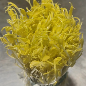 芽苗菜豌豆苗花生芽香椿苗萝卜苗