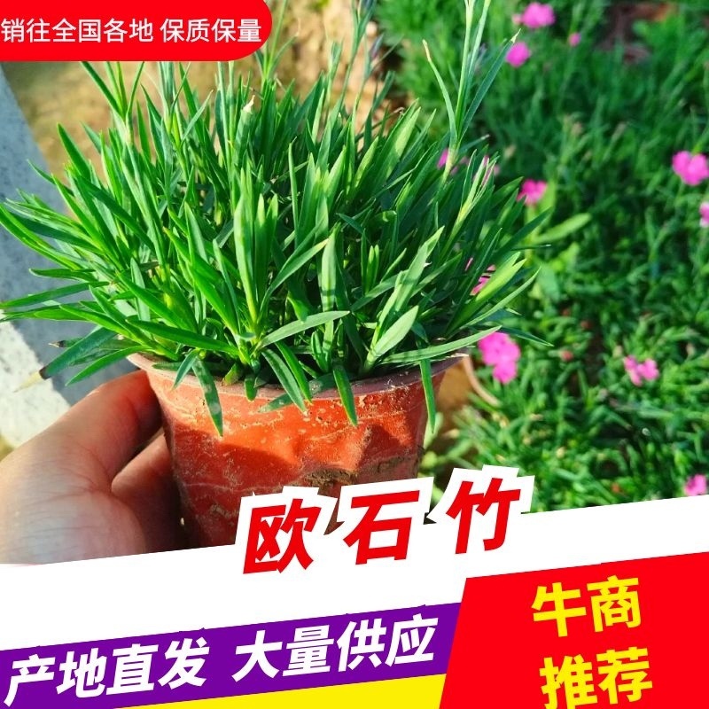 欧石竹现货，产地发货，量大从优欢迎咨询