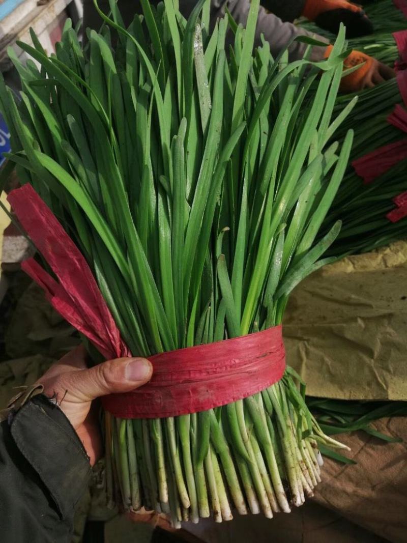 优质新根头刀韭菜基地直采量优大量有货
