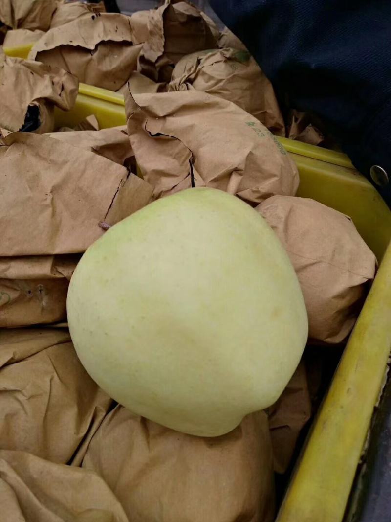 （黄金帅）市场走量通货优质元帅系列苹果，口感脆甜爽口。