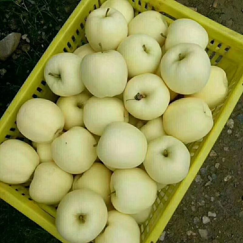 （黄金帅）市场走量通货优质元帅系列苹果，口感脆甜爽口。