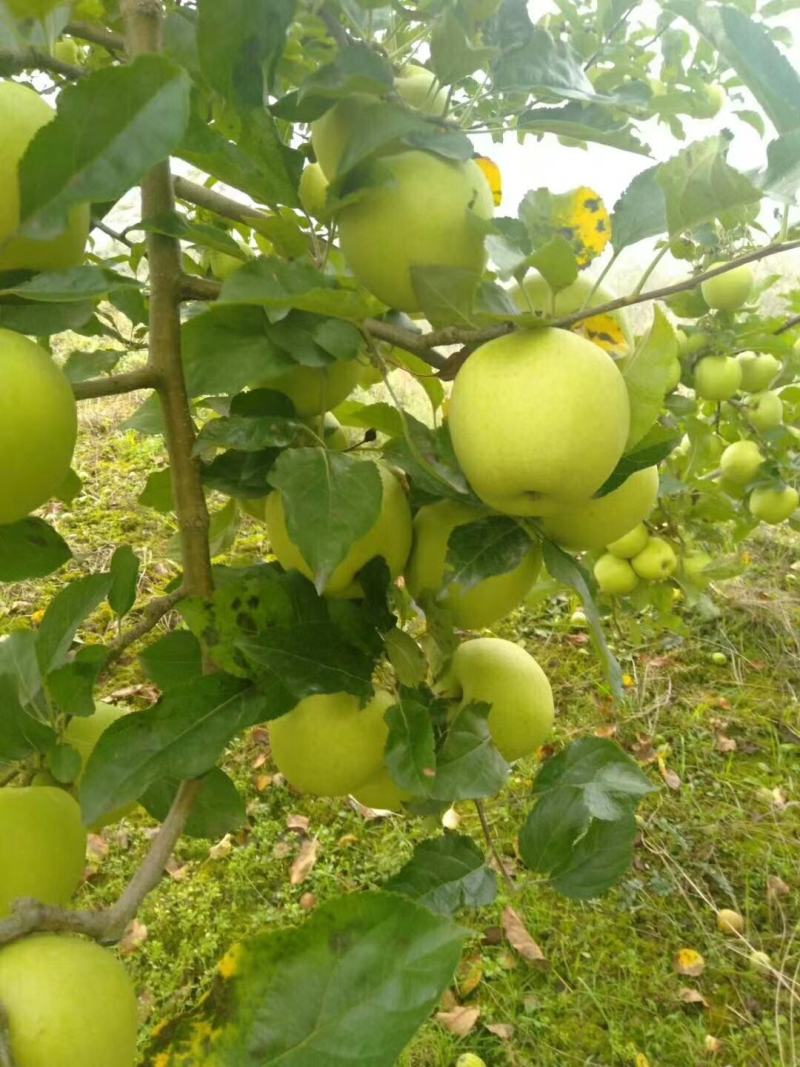 （黄金帅）市场走量通货优质元帅系列苹果，口感脆甜爽口。