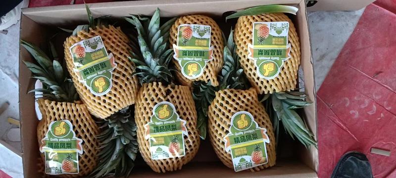 西双版纳无眼菠萝欢迎采购凤梨，，价格优惠，果大，果肉香甜