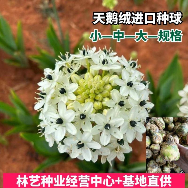 天鹅绒鲜花种球多头伯利恒之星多年生小清新高端盆栽庭院观花