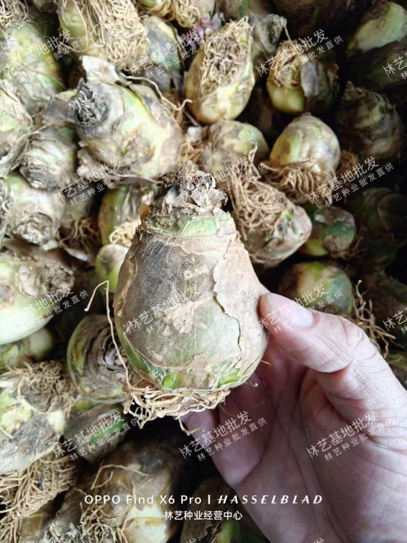 天鹅绒鲜花种球多头伯利恒之星多年生小清新高端盆栽庭院观花