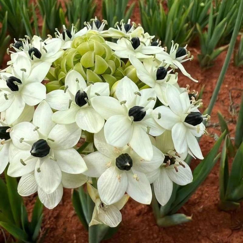 天鹅绒鲜花种球多头伯利恒之星多年生小清新高端盆栽庭院观花