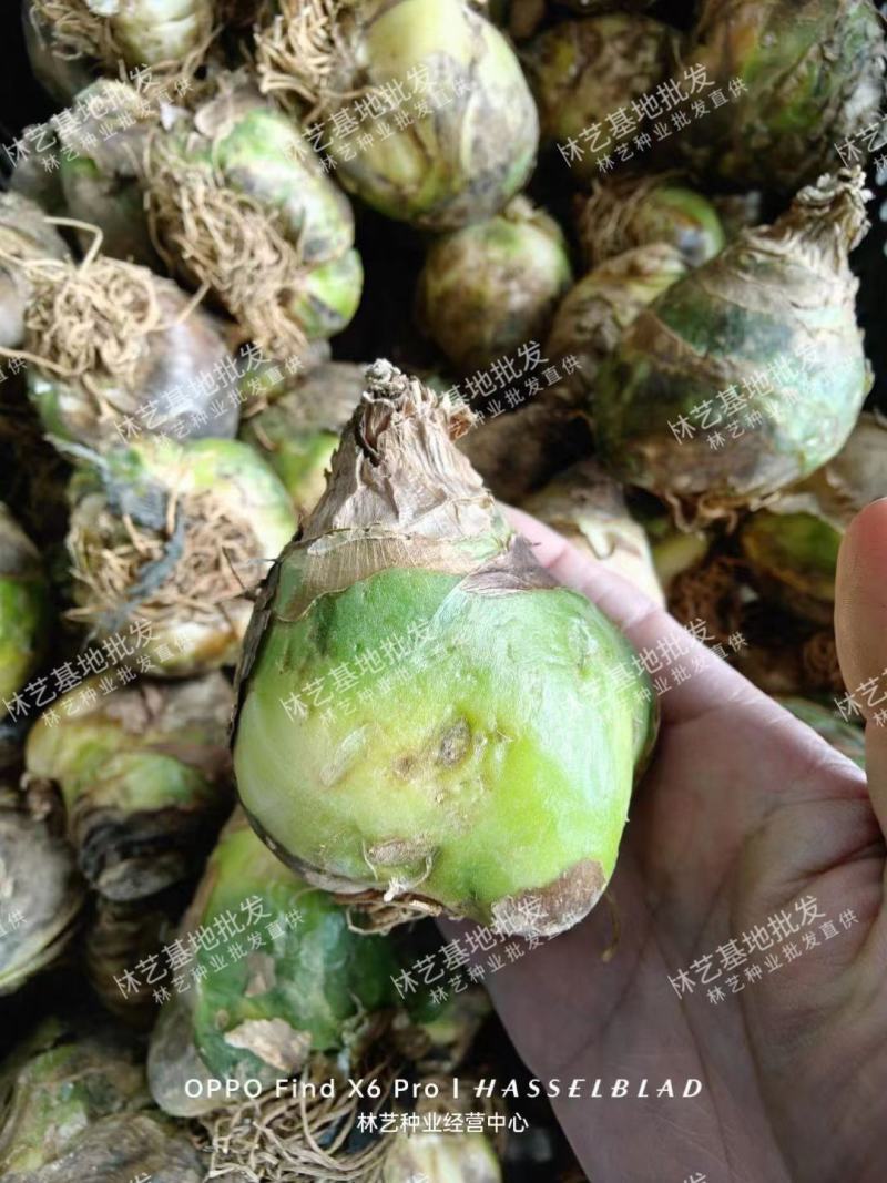 天鹅绒鲜花种球多头伯利恒之星多年生小清新高端盆栽庭院观花